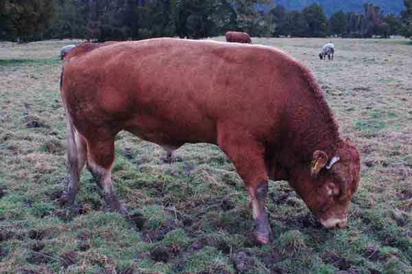Toro - Nueva Zelanda 1.jpg